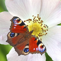 Kuvassa värikäs perhonen valkoisessa kukassa.