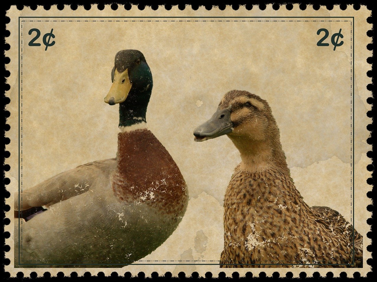 Vanha postimerkki, jossa kaksi sinisorsaa